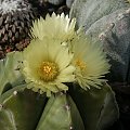 Astrophytum myriostigma v.nudum #AstrophytumMyriostigma