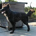 Czort