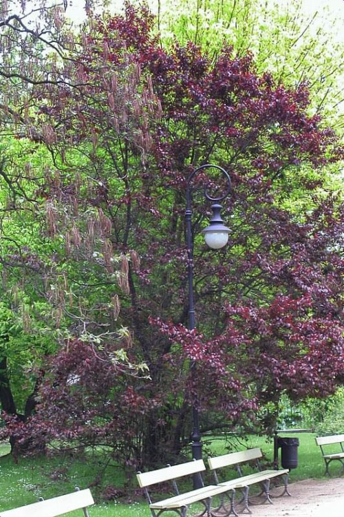 wiosna w Parku Ujazdowskim
