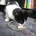 Kotek szuka domu. Mleko i whiskas to nie jest odpowiednia dieta dla kota!!