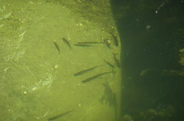 #ZłotyPotok #Dworek #Krasicki #Raczyńskich #Park #Las #Staw