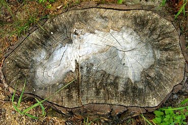 bylo sobie drzewo #pień #las #wzór