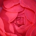 różyczka :) #kwiaty #róże #róża