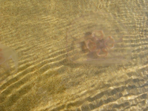 meduzy #meduzy #morze #faktura