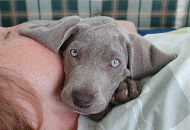 Gabi - weimaraner