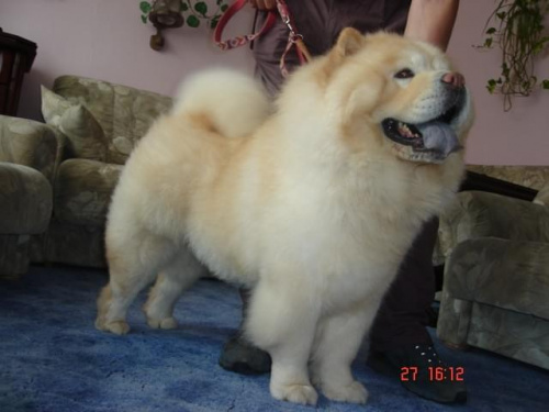 Reproduktor chow chow Last Action