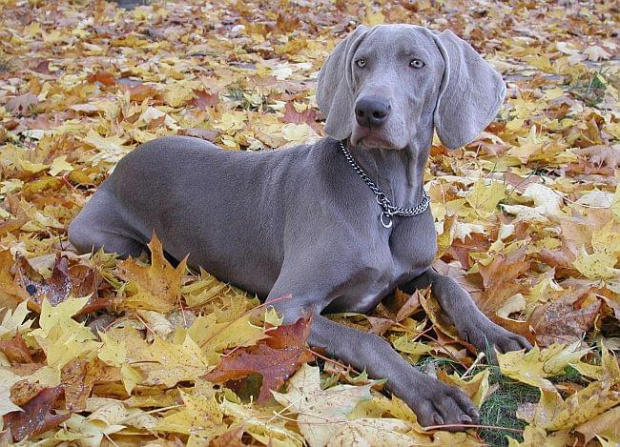 Gabi - weimaraner