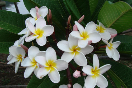 Kwiaty Mauritiusa
