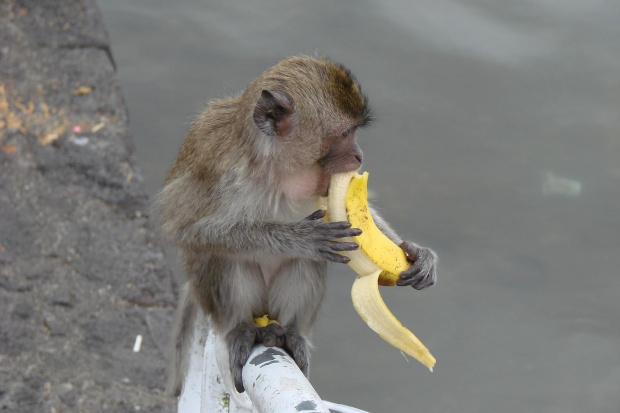 Młodziutki makak