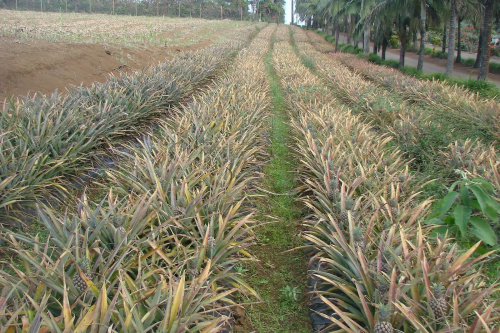 Plantacja ananasów