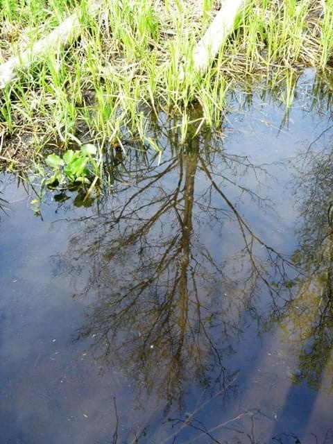 Żerenie na rzeczce Tuchełka na
Kurpiach, maj 2005