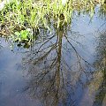 Żerenie na rzeczce Tuchełka na
Kurpiach, maj 2005