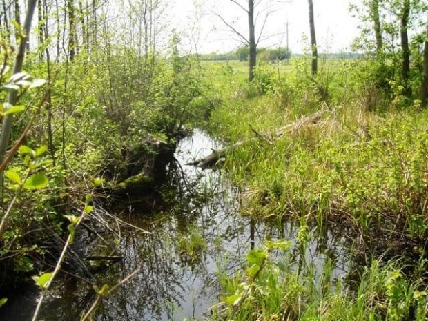 Żerenie na rzeczce Tuchełka na
Kurpiach, maj 2005