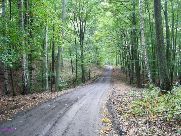 Puszcza Piska