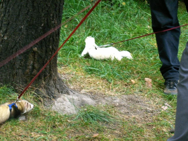 zdjęcia ze spotkania fretkowego...:)