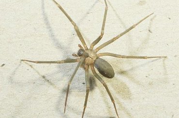 #pająk #palec #kciuk