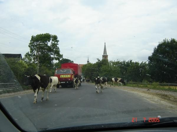 krówki na drodze Lwów-Łuck