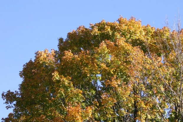 #drzewa #liscie #kolory #jesien #niebo