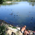 Conflans-Sainte Honorine - Étang du Corra