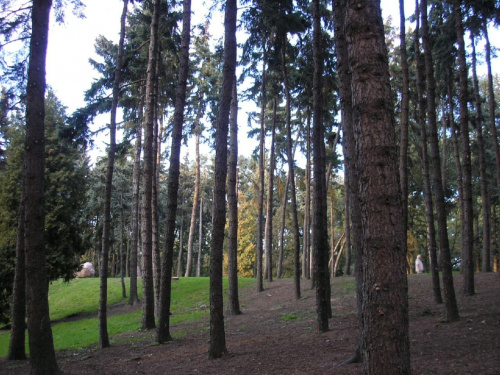 Lasek w Parku Skaryszewskim