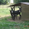 Cernay La Ville - ferme du bout du pres