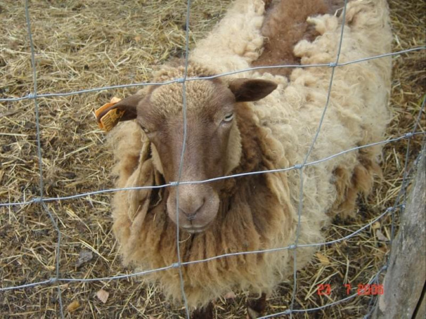 Cernay La Ville - ferme du bout du pres