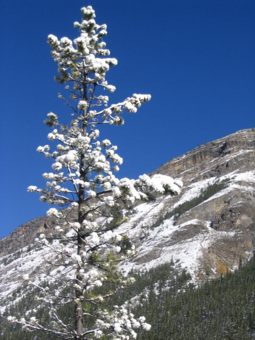 Jasper, Alberta, Canada
7-8 X 2006