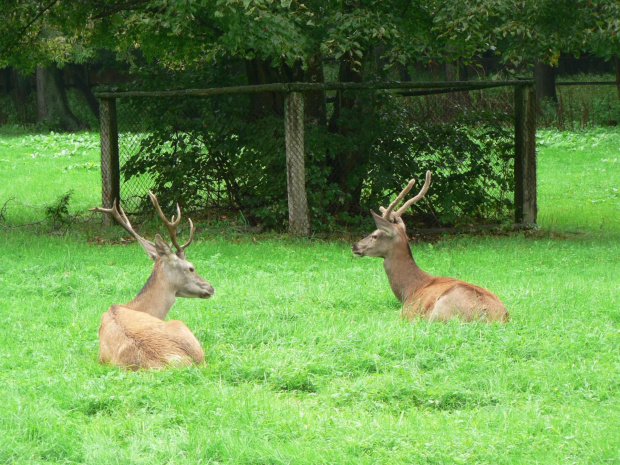 Białowieża.