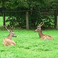 Białowieża.