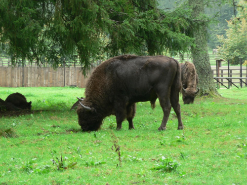 Białowieża.