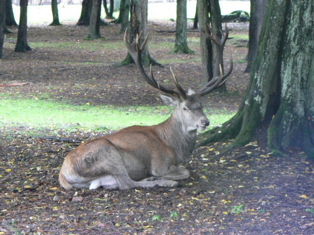 Białowieża.