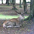 Białowieża.