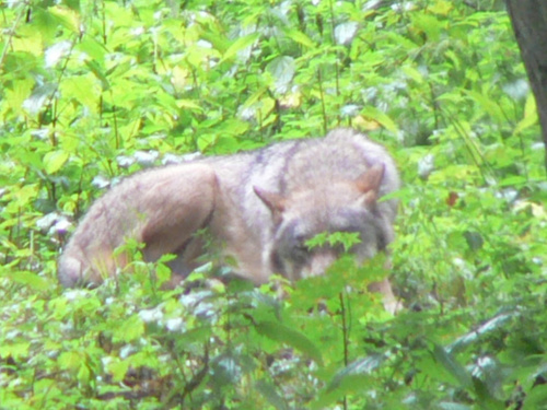 Białowieża.