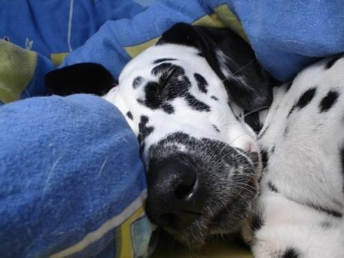 Śpiąca krówcia #Figa #dalmat #pies