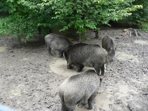 Białowieża.