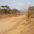Kenijskie bezdroża, osiołek niosšcy wodę #Safari #Kenia #Afryka