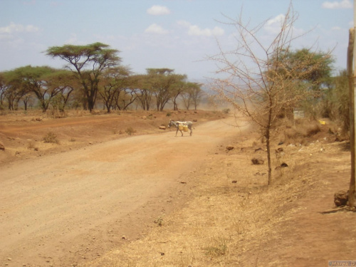 Kenijskie bezdroża, osiołek niosšcy wodę #Safari #Kenia #Afryka