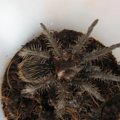 Brachypelma Albopilosum