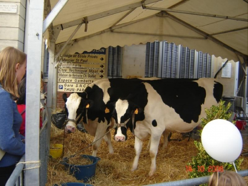 Meulan - impreza serów. Tu zbierali się ludzie z farm z całej Francji aby swoje wyroby dać do poznania. A co do klientów, to byli nawet anglicy i, jak widać, Polacy :-)