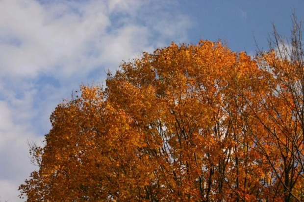 #drzewa #niebo #kolory #jesien #liscie