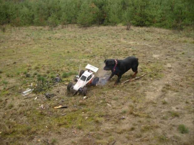 mój rottweiler Gromit na każdym wyjeździe uskutecznia gonitwy za modelami