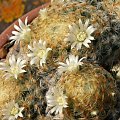 Mammillaria schiedeana