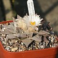 Ariocarpus furfuraceus #AriocarpusFurfuraceus