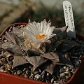 Ariocarpus furfuraceus #AriocarpusFurfuraceus