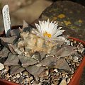 Ariocarpus furfuraceus #AriocarpusFurfuraceus