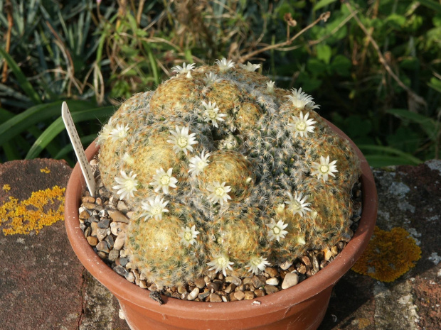 Mammillaria schiedeana