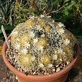 Mammillaria schiedeana