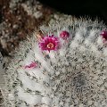 Mammillaria woodsi