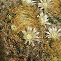 Mammillaria schiedeana