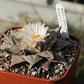 Ariocarpus furfuraceus #AriocarpusFurfuraceus